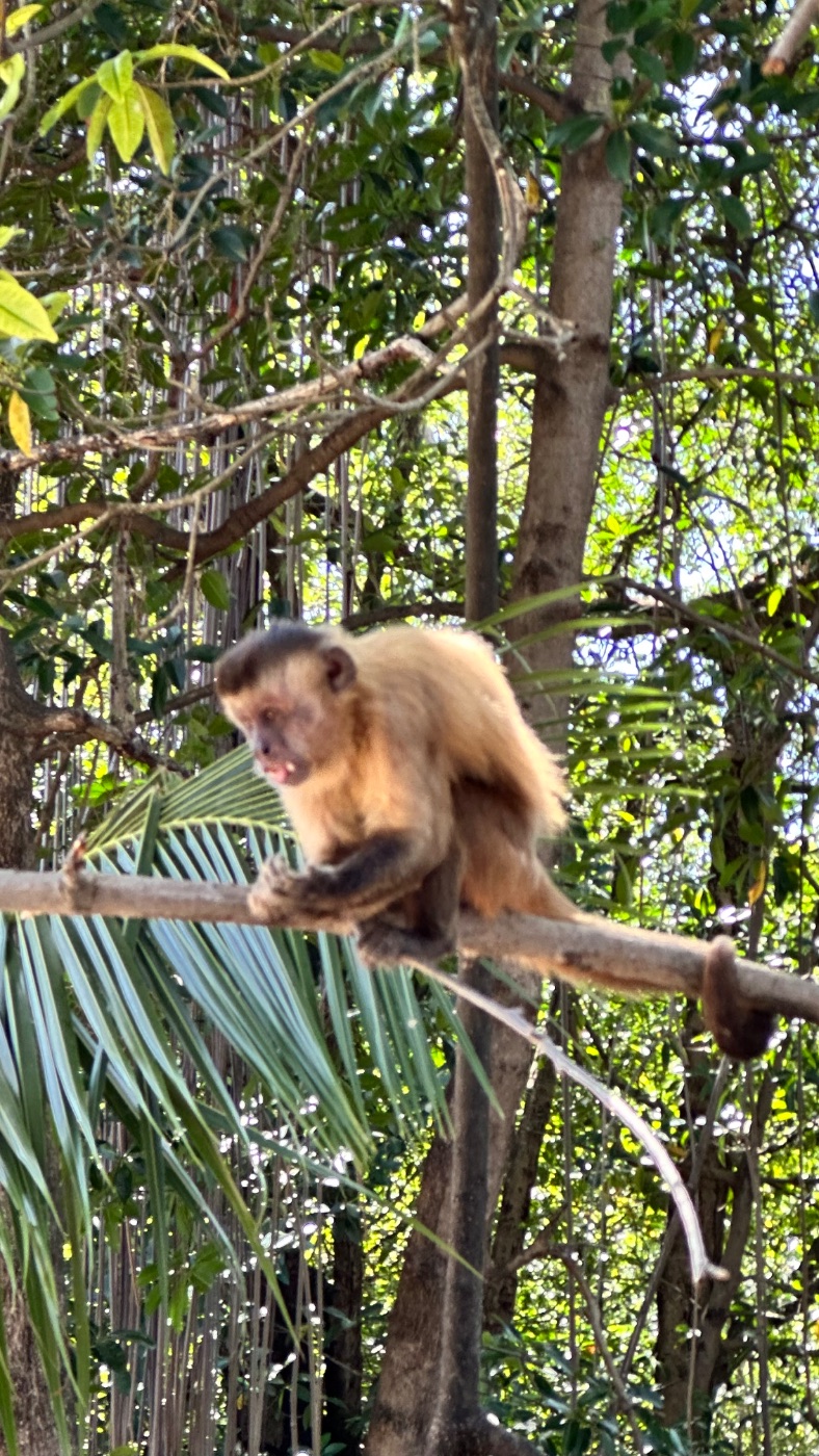 Macaco-prego nas árvores das Vassouras